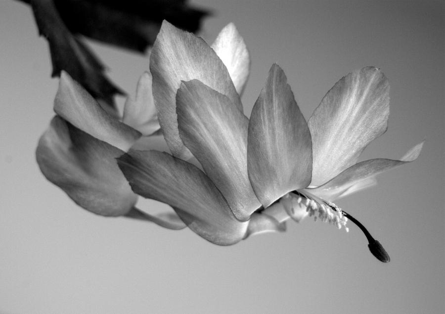 Schlumbergera Flower Monochrome Photograph by Nathan Abbott
