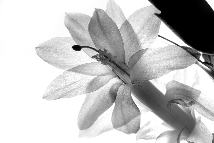 Schlumbergera Flower Photograph by Nathan Abbott