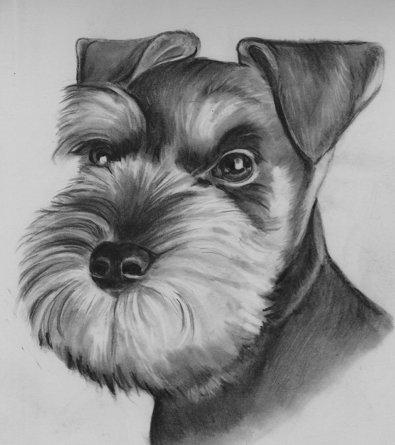 Schnauzer Drawing by Barb Baker