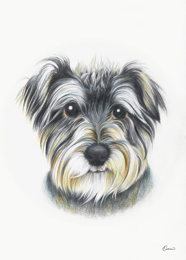 Dog Drawing - Schnauzer 02 by Kathleen Wong