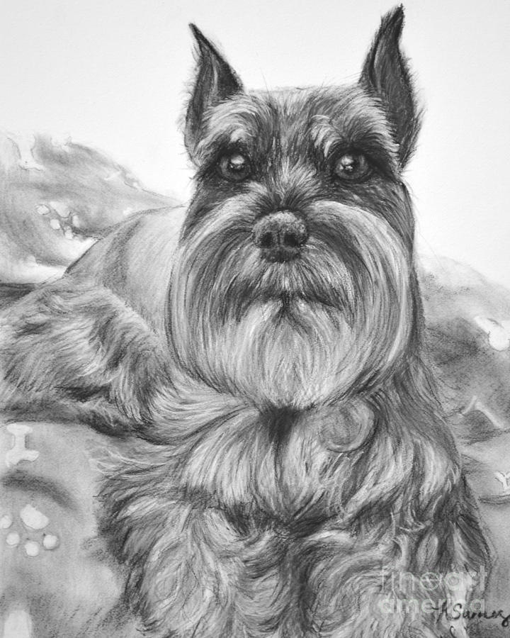 Schnauzer Drawing Bailey Drawing by Kate Sumners