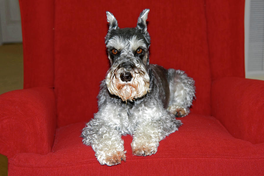 Schnauzer on chair Photograph by Sally Weigand
