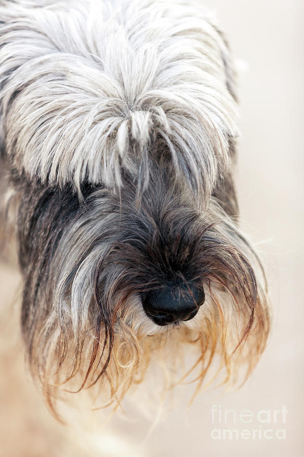 Schnauzer Pet Portrait Photograph