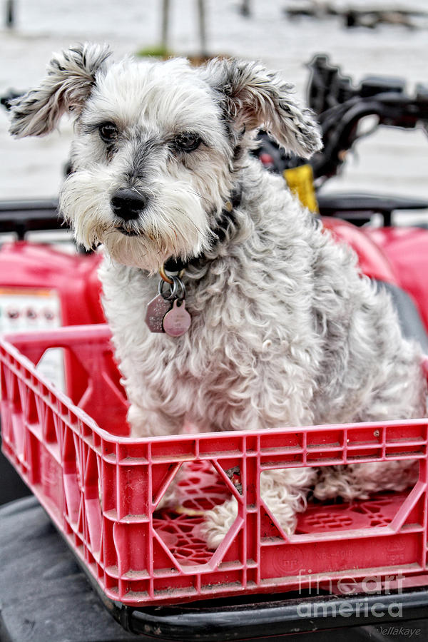 Schnauzer Puppy Mania - I Got a Ticket To Ride Photograph by Ella Kaye Dickey