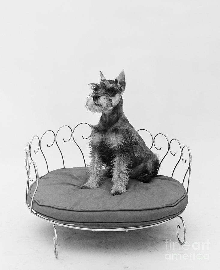Schnauzer Sitting Pretty, C.1950s Photograph by H. Armstrong Roberts/ClassicStock