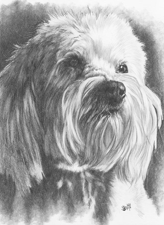 Schnoodle Drawing by Barbara Keith