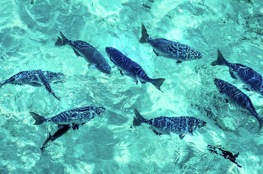 School of Blue Fishes Photograph by Jenny Rainbow
