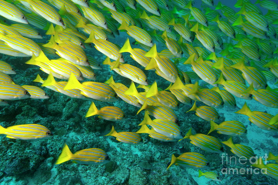 School of blue stripe snapper Photograph by Sami Sarkis