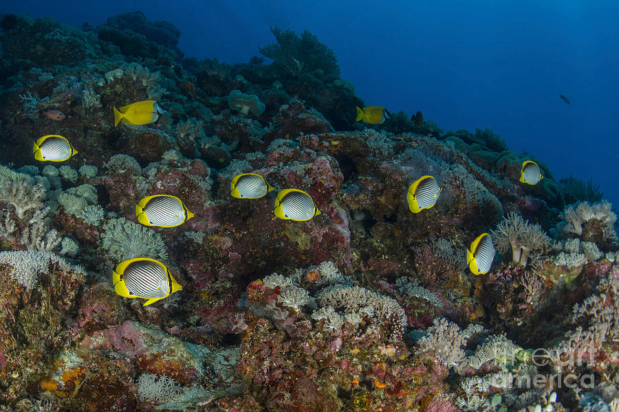 School Of Butterflyfish And Rabbit Fish Photograph