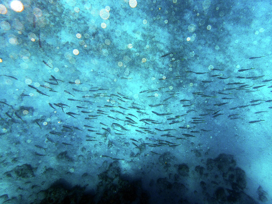 Fish Photograph - School of Fish Abergris Caye San Pedro Belize by Toby McGuire