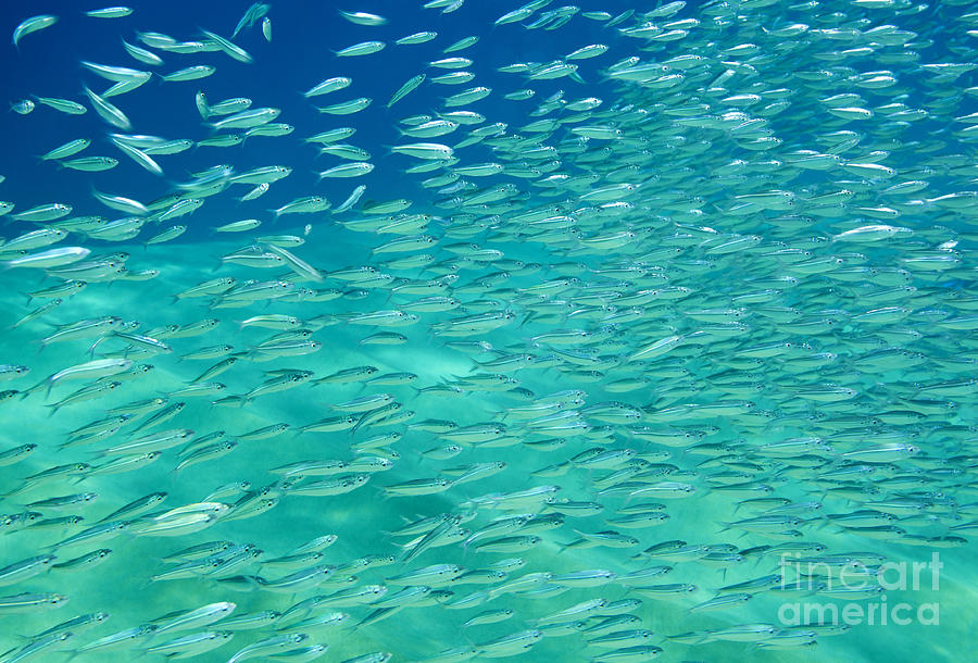 School of Fish Photograph by Anthony Totah