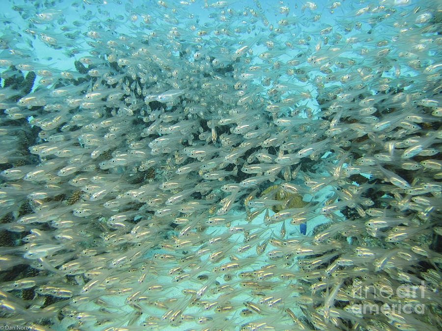 School of Fish at Kwajalein Atoll Photograph by Dan Norton