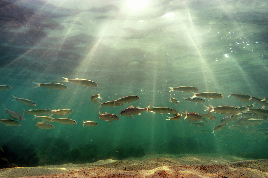 School of Fish Photograph by Christopher Johnson