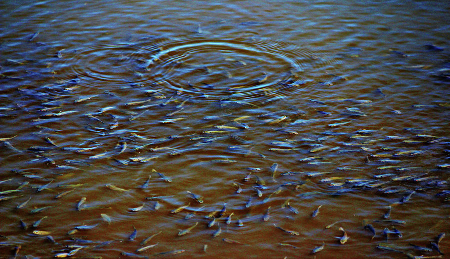 School Of Fish Photograph by Cynthia Guinn