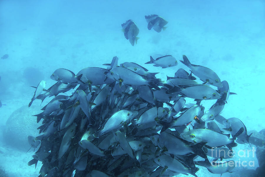 School of fish fish in Indian Ocean, Maldives. Photograph by Michal Bednarek