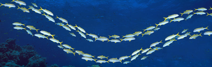 Fish Photograph - School Of Fish Great Barrier Reef by Panoramic Images