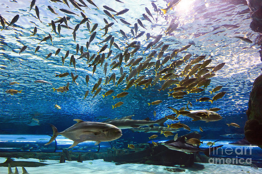 School of Fish Photograph by Jill Lang