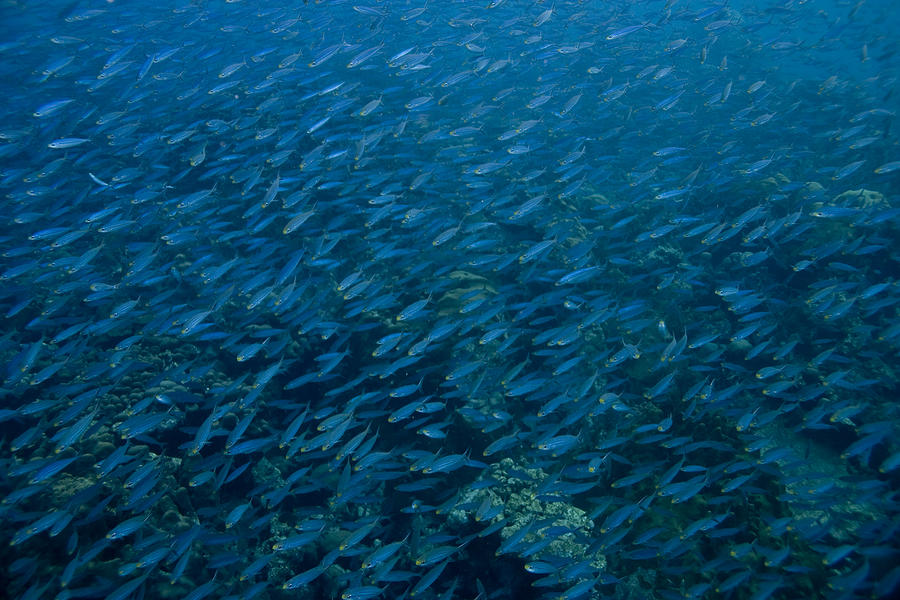 School of fish on Mas Bango reef in Aruba Photograph by Bob Hahn