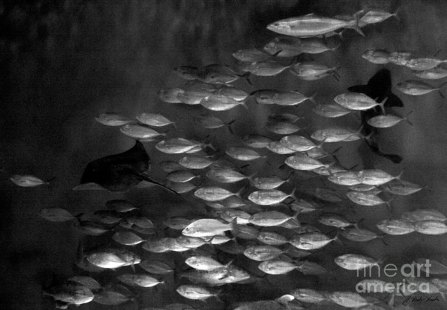 School Of Fish-Signed-#5496 Photograph by J L Woody Wooden