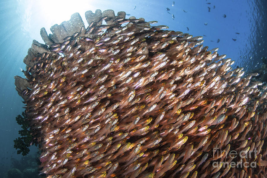 School Of Golden Sweepers In Komodo Photograph by Ethan Daniels