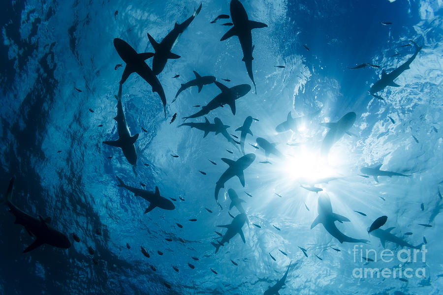 School Of Grey Reef Sharks Photograph by Dave Fleetham