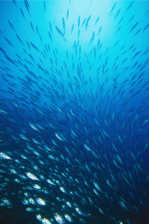 School Of Herring Fish Swimming In Blue Photograph by James Forte