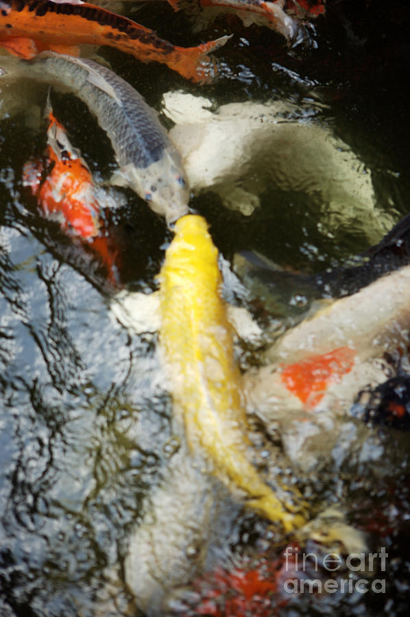 Abstract Photograph - School of Koi by Larry Dale Gordon - Printscapes