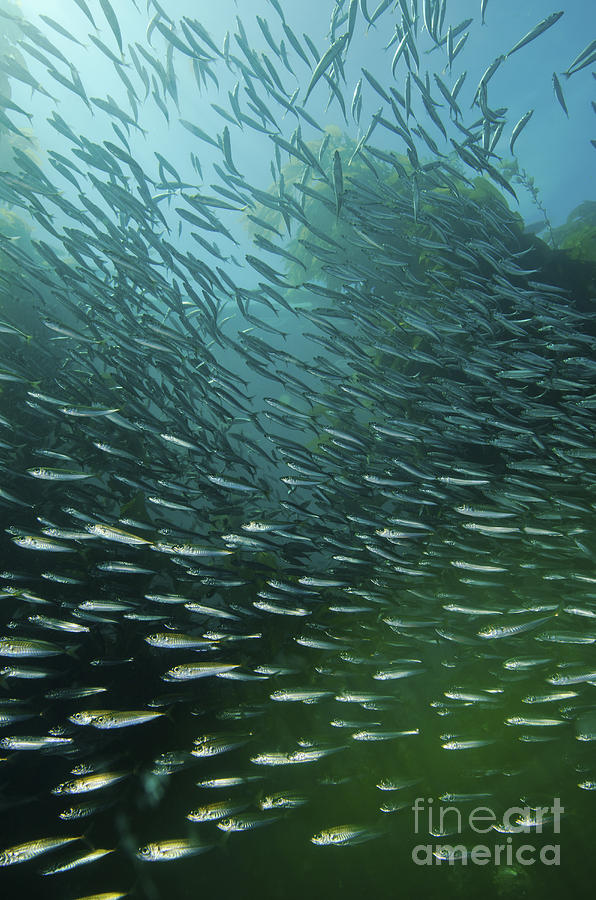 School Of Pacific Sardines In Kelp Photograph by Brent Barnes