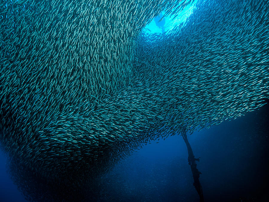 School of Sardines at Panagsama Beach Photograph by Henry Jager
