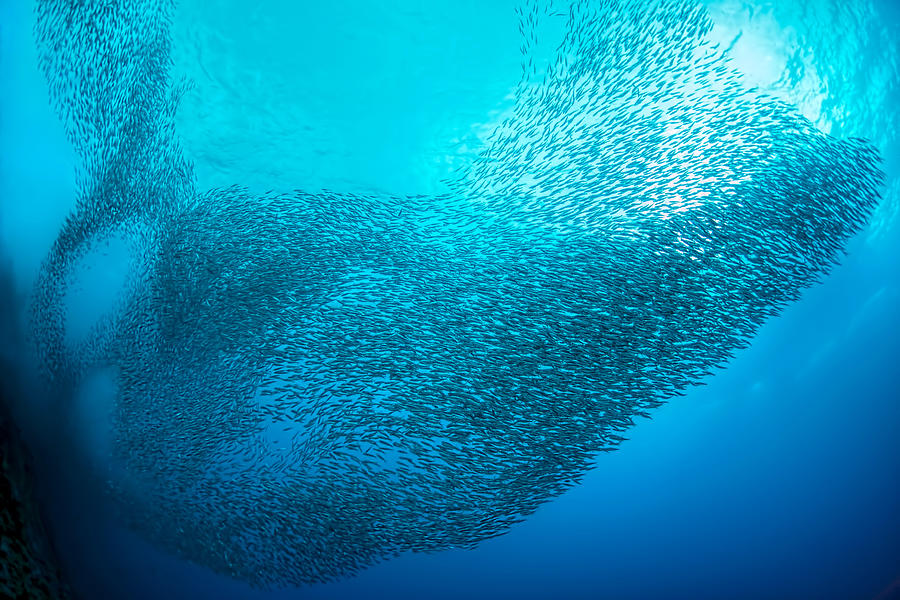 Wildlife Photograph - School of Sardines by Henry Jager