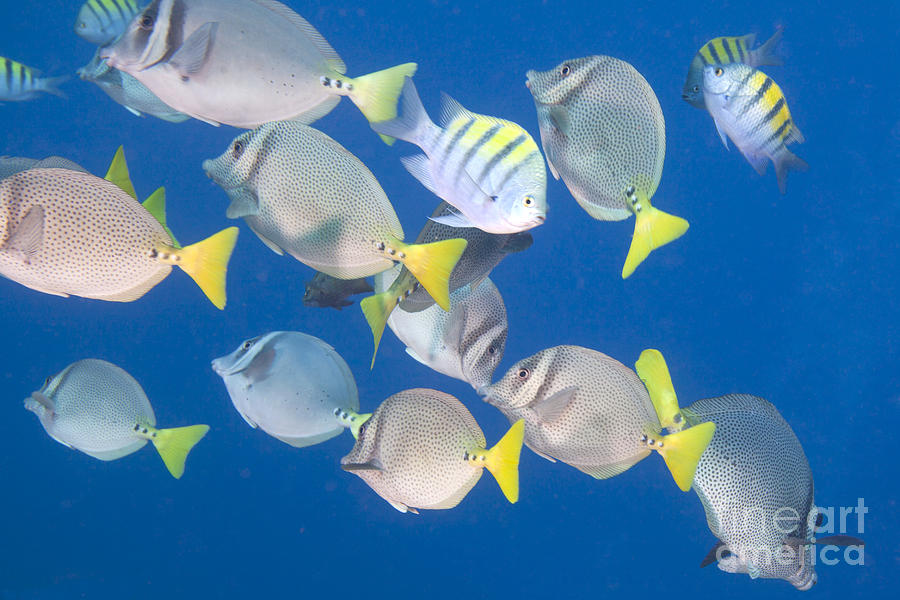 School of Tropical Fish Photograph by Anthony Totah