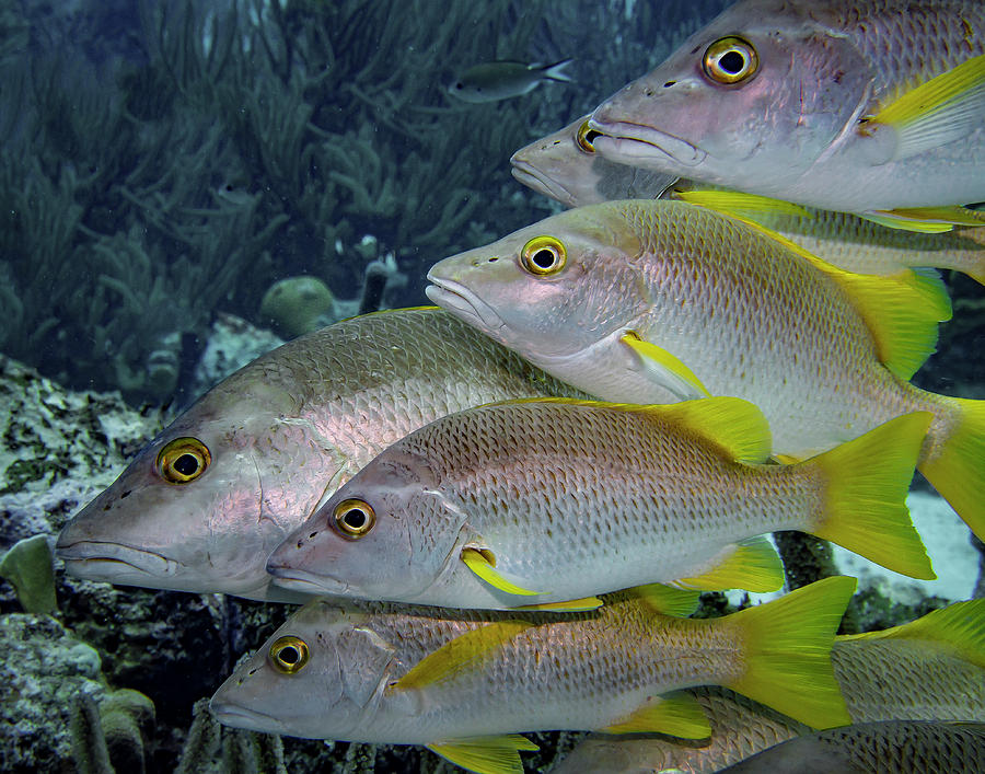 School of Yellowtail Snapper Photograph by Jean Noren