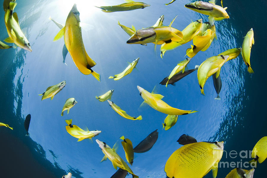 Schooling Butterflyfish Photograph by Dave Fleetham - Printscapes