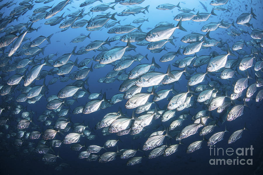 Schooling Fish Near Cocos Island, Costa Photograph