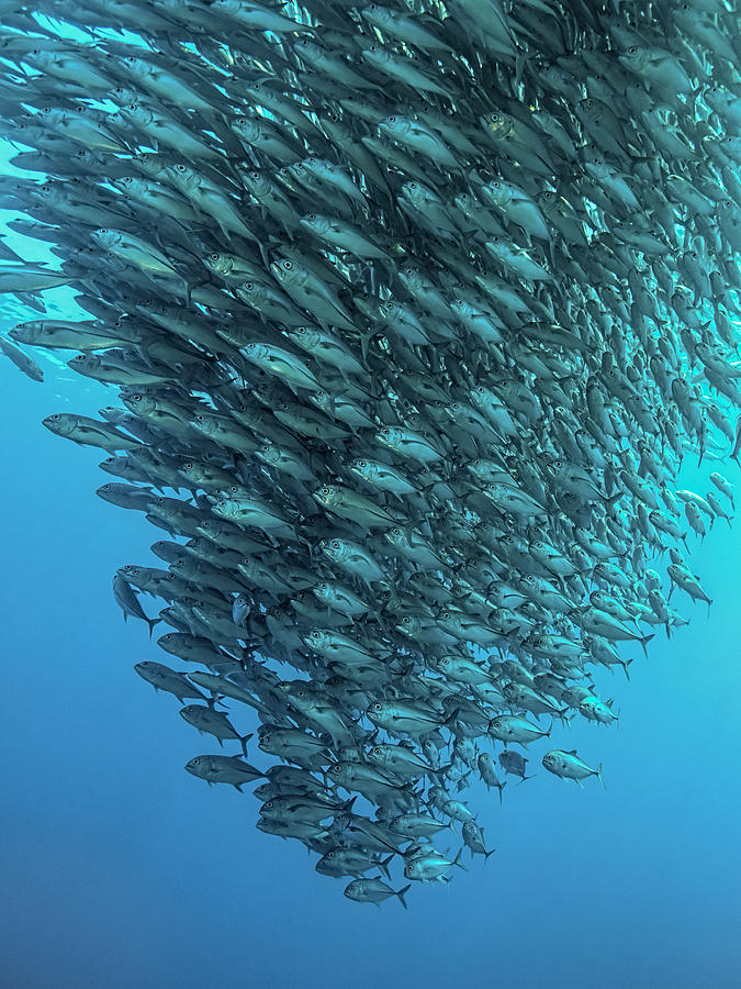 Fish Photograph - Schooling Jackfishes by Henry Jager