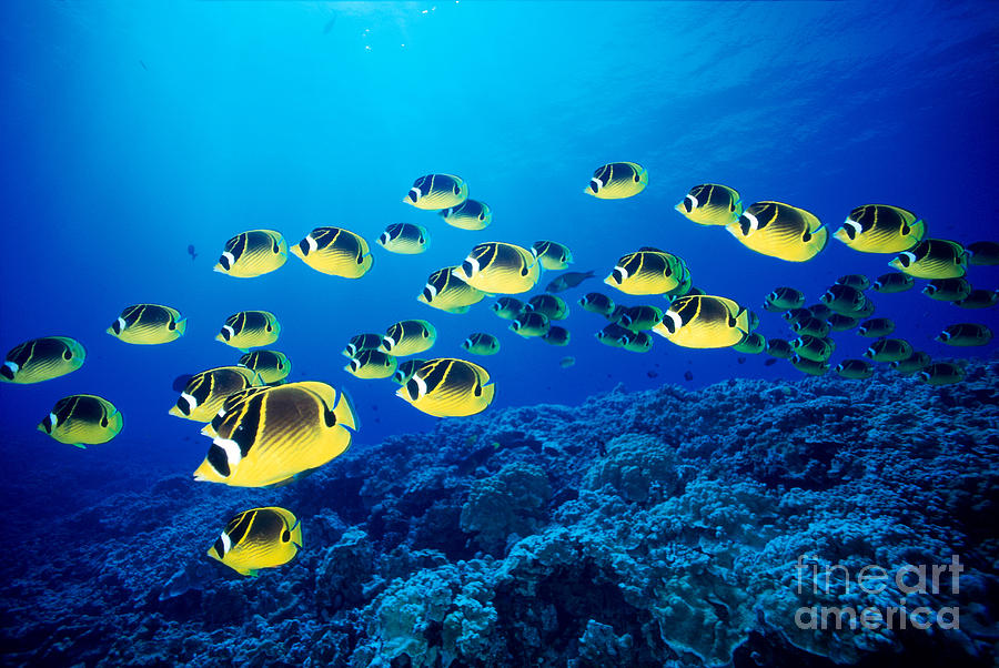 Raccoon Photograph - Schooling Raccoon Butterflyfish by Dave Fleetham - Printscapes