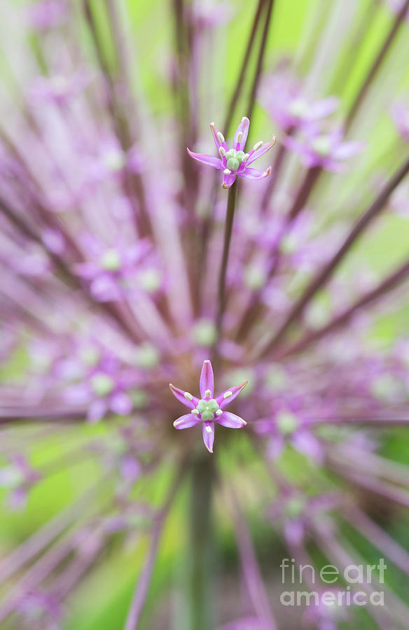 Schuberts Allium Photograph by Tim Gainey