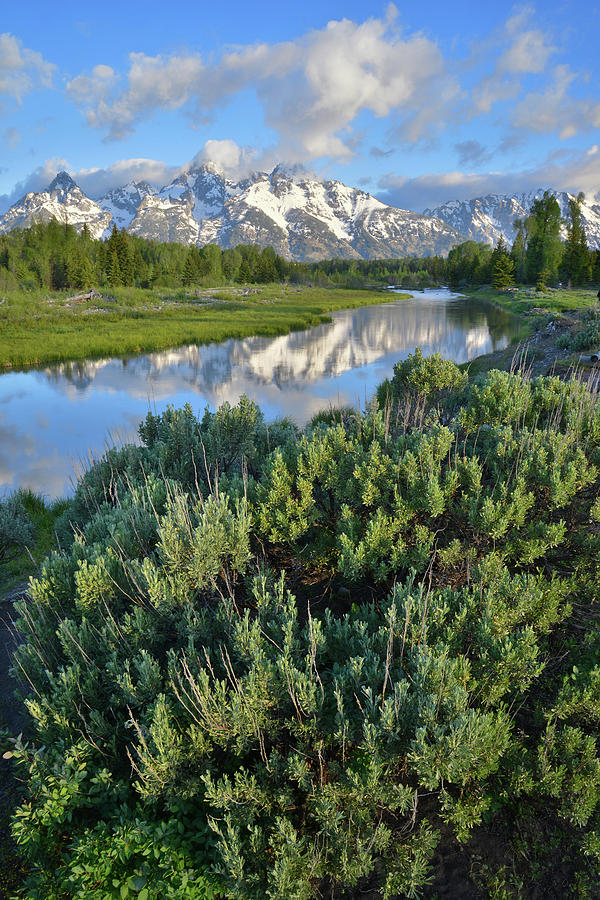 Schwabacher Landing in Grand Teton Photograph by Ray Mathis