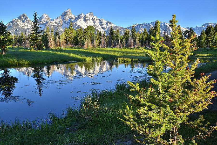 Schwabacher Landing Mirror Image Photograph by Ray Mathis