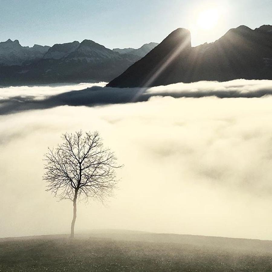 Tree Photograph - #schwyz #switzerland #tree by Thomas Lindauer