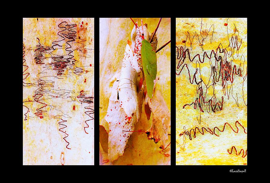 Scibbly Gum Tree Bark Triptych Photograph by Lexa Harpell