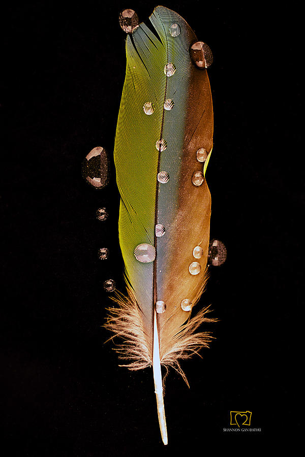 Feather Still Life Photograph - Science of Flight by Shannon Gan Dathu