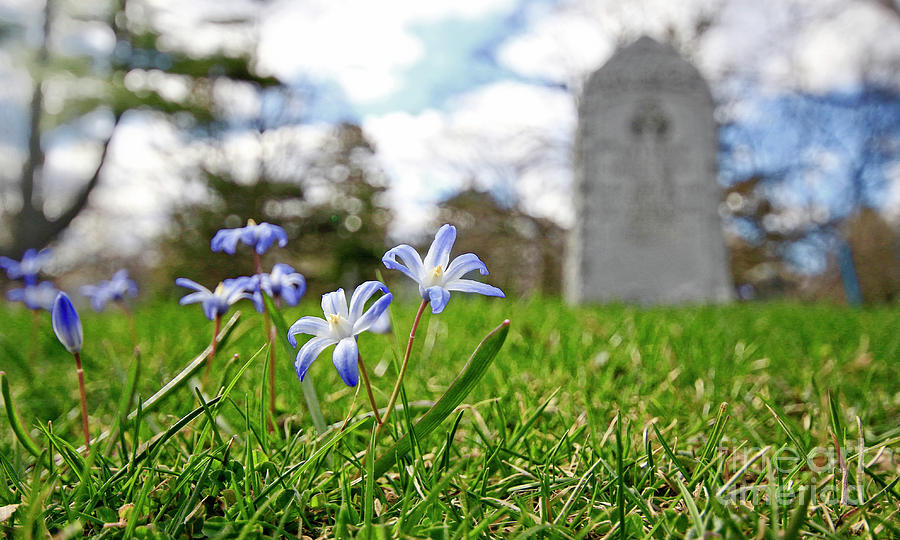 Scilla in Cemetery Photograph by Charline Xia