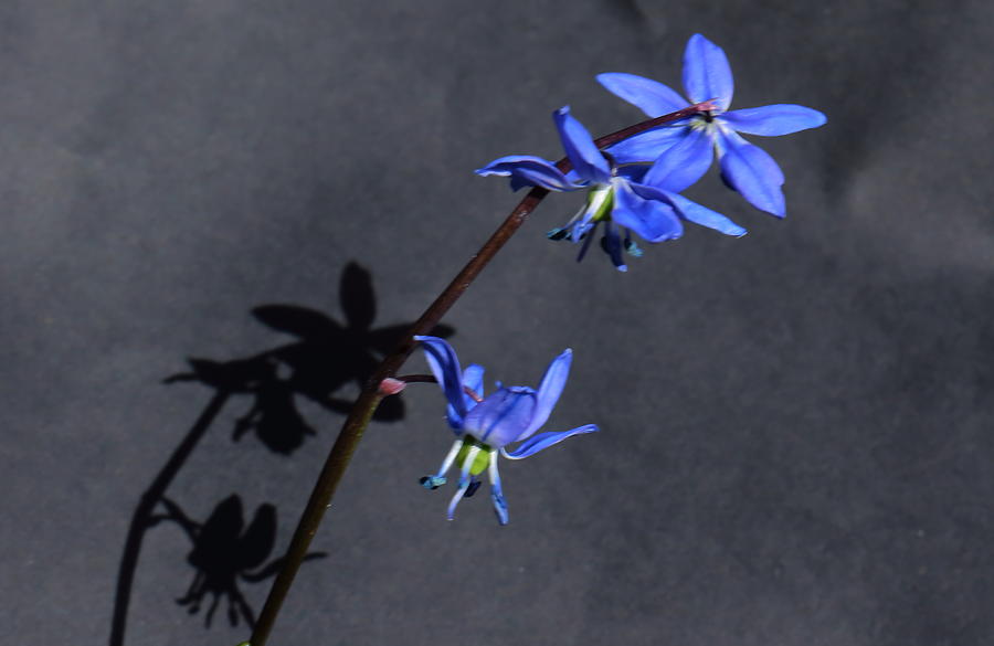 Scilla Shadow on a Black Background Photograph by Jeff Townsend