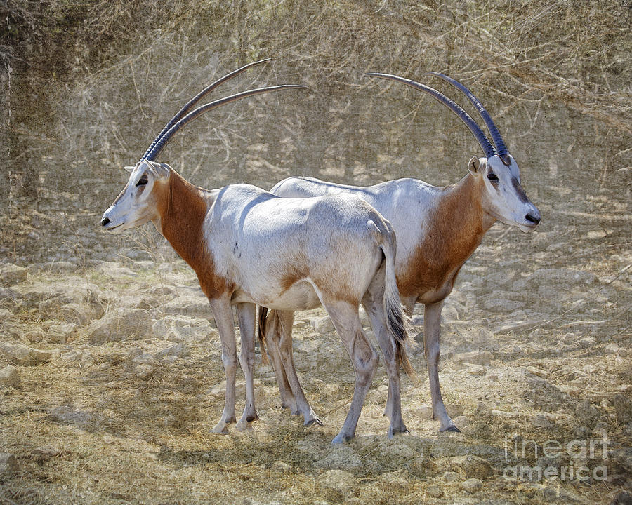 Wildlife Photograph - Scimitar Horned-Oryx, Extinct in the wild by TN Fairey