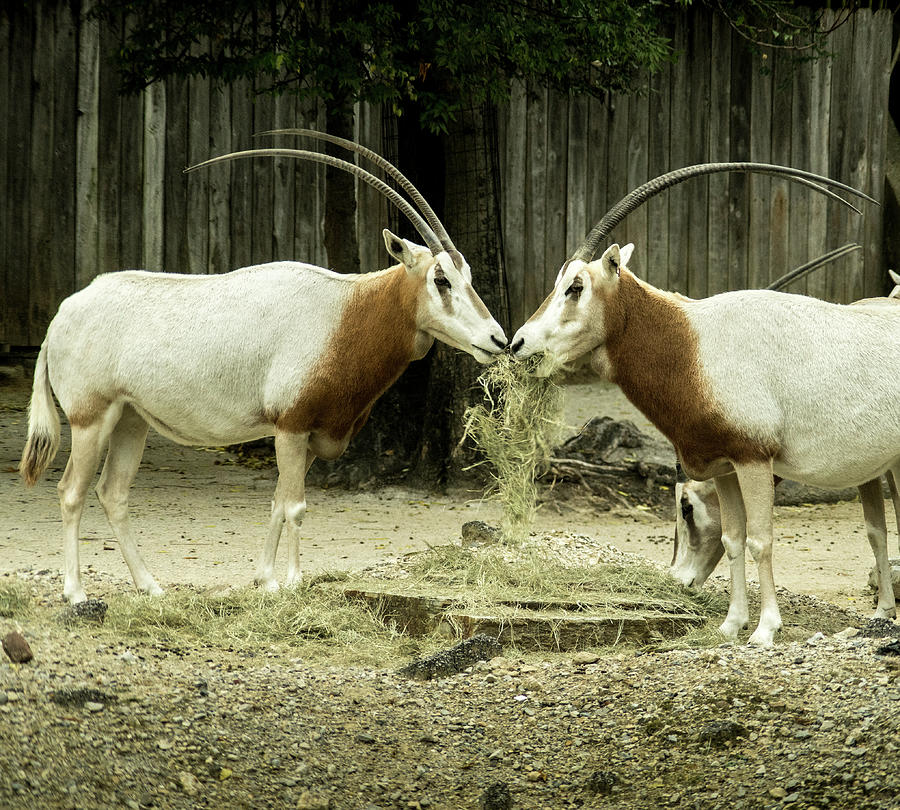 Scimitar Horned Oryx Face to Face Photograph by Douglas Barnett