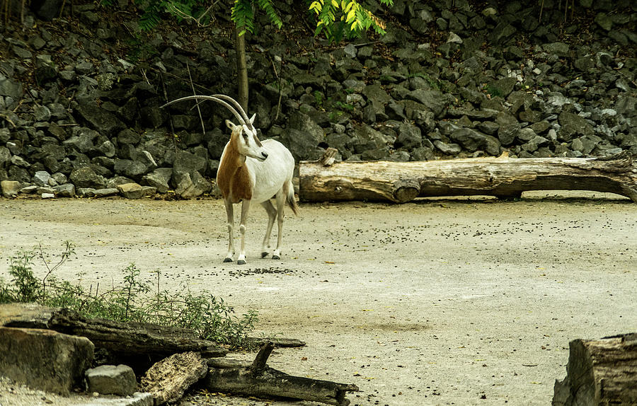 Scimitar Photograph - Scimitar Horned Oryx Gazing Afar by Douglas Barnett