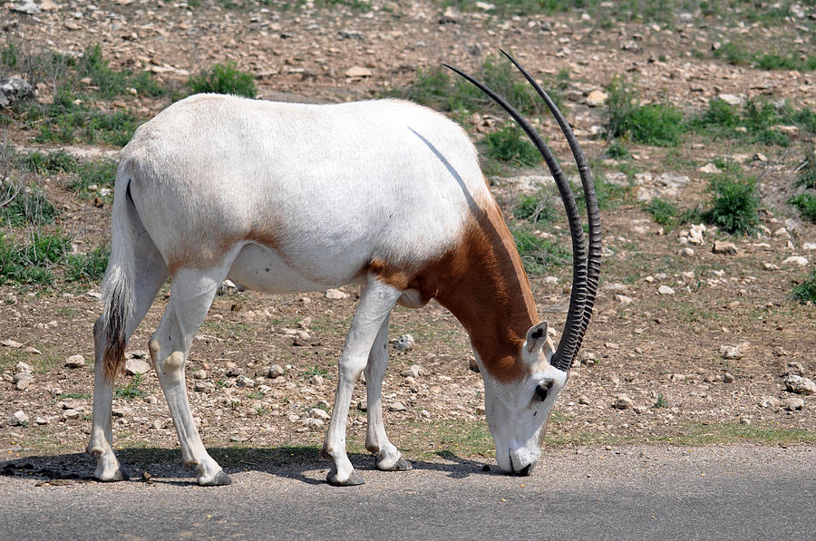 Scimitar Horned Oryx Photograph by Teresa Blanton