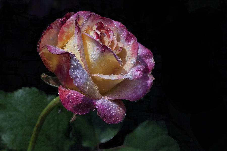 Rose Photograph - Scintilate by Doug Norkum