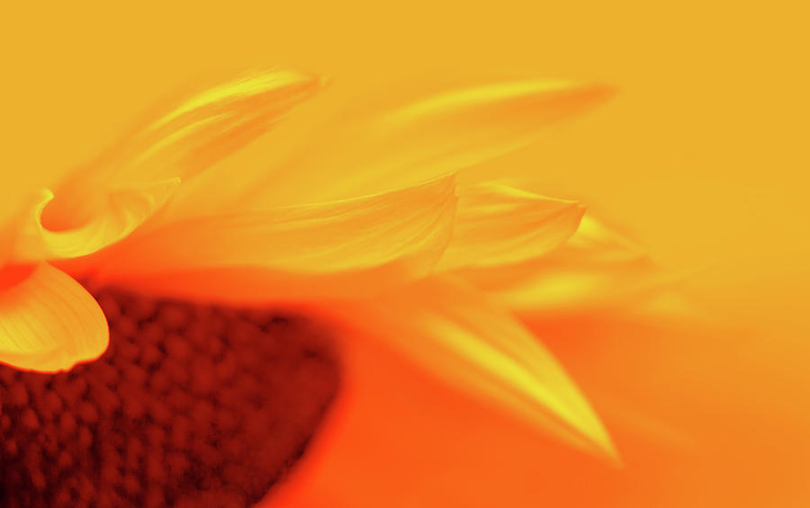 Sunflower Photograph - Scintilla by Iryna Goodall